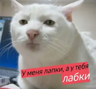 😸