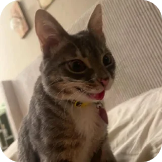 🐱