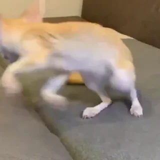 🦊