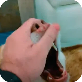 ✋
