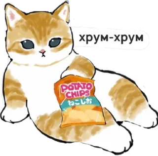 котик