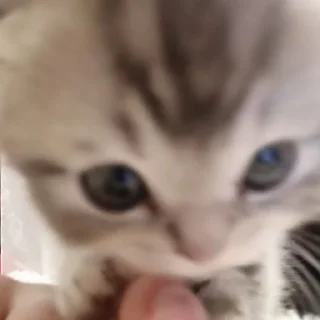 🐱