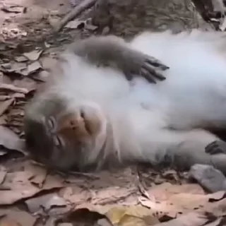 🤩