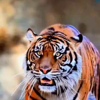 🤩