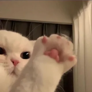 ✋