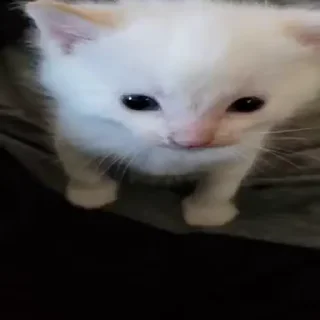Коты :: @fStikBot