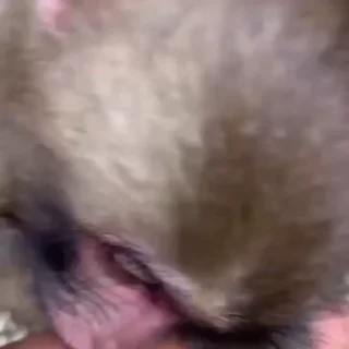 🐵