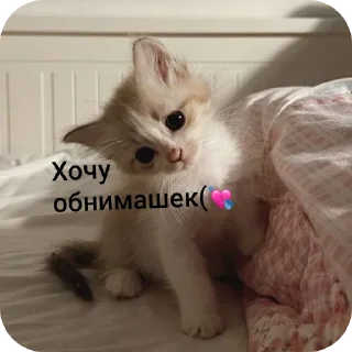 🐱