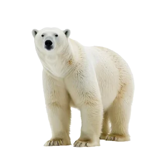 🐻