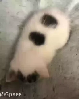 🤍