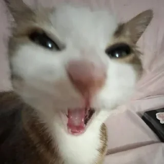😸