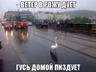 🐥