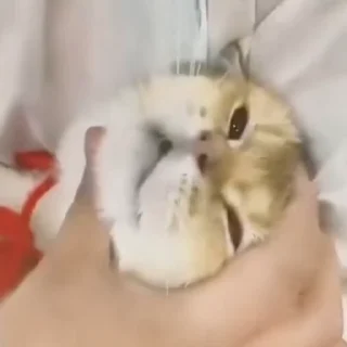 🐈
