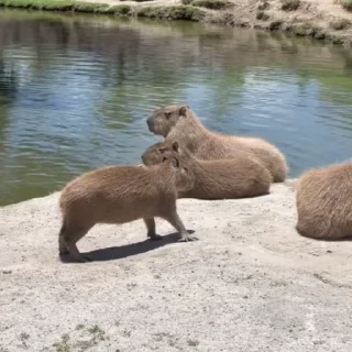 🥱