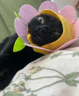 😠