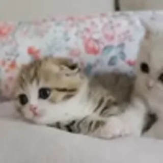 🐈‍⬛