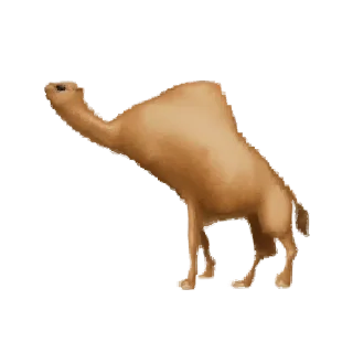 🐪
