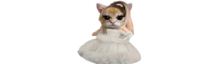 🐈