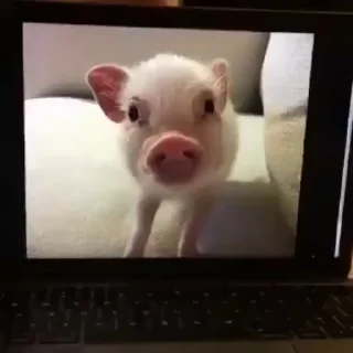 🐷