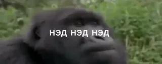 🤩
