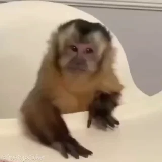 🐵