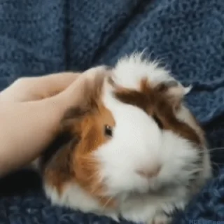 🐹