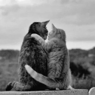 😺