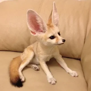 ❓