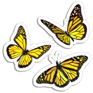 🦋