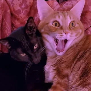 💜