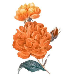 🌸