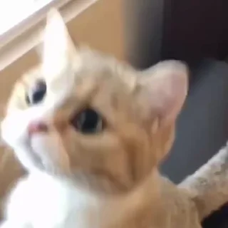 😎