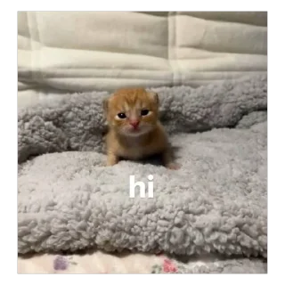🐱