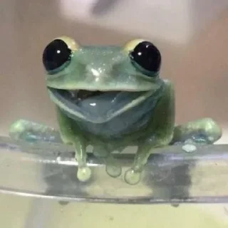 🐸