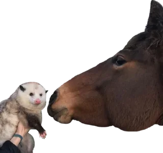 🤝