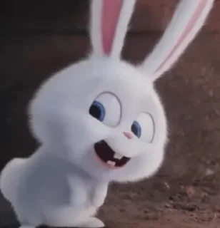 🐰