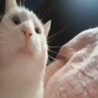 🐱