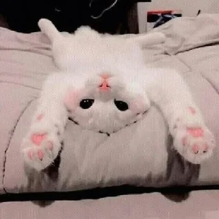 🐈