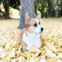🐶