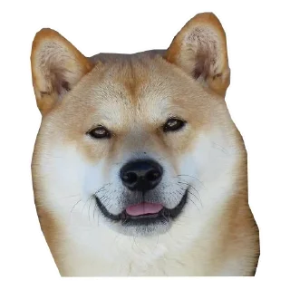 🐶