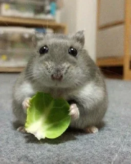 🥬