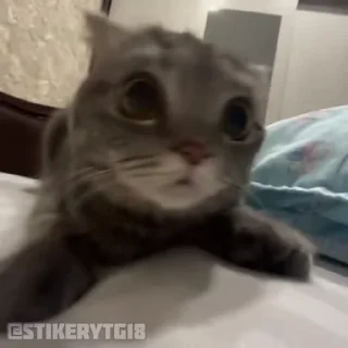 ❓