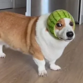 🌟