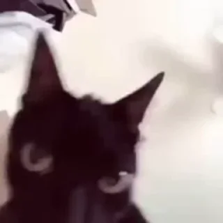 🐈