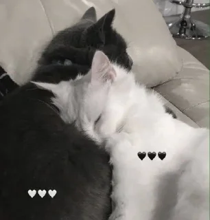 🤍