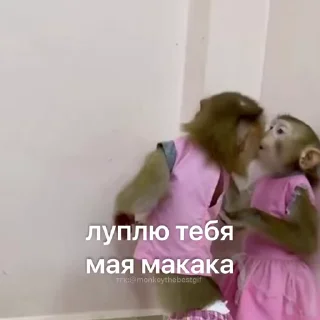 🐵