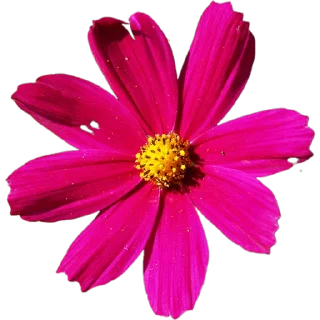 🌺