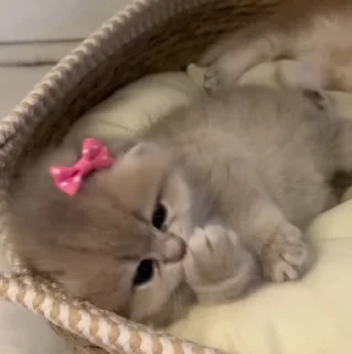 🐱