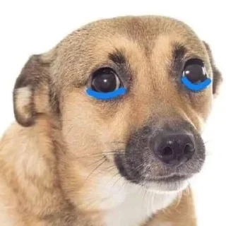 🐶