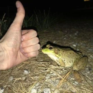 🐸